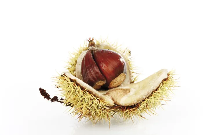 Gerahmter Druck : Kastanie (Castanea) Gerahmter Druck : Kastanie (Castanea)