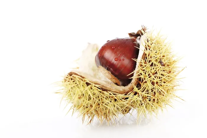 Gerahmter Druck : Kastanie (Castanea) Gerahmter Druck : Kastanie (Castanea)