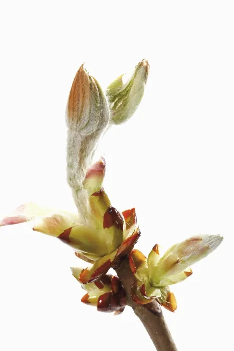 Gerahmter Druck : Kastanie (Castanea), Knospen. Gerahmter Druck : Kastanie (Castanea), Knospen.