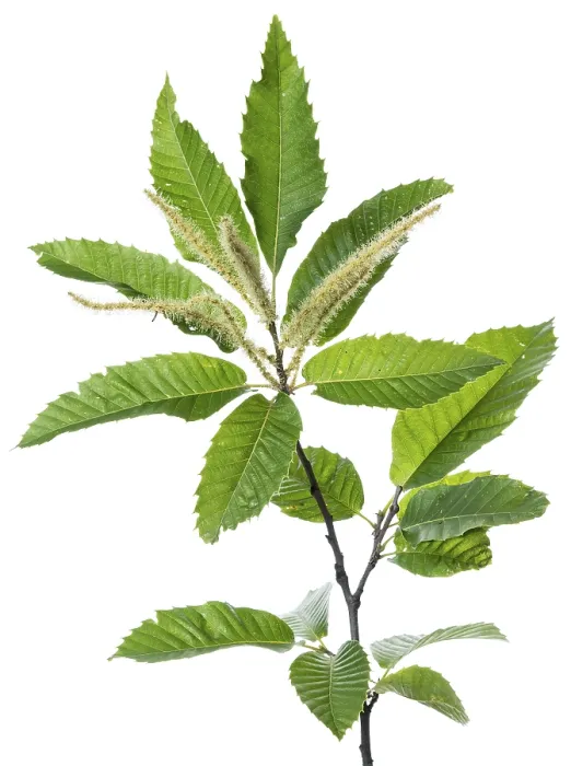 Gerahmter Druck : Eicheln (Castanea sativa), Baum. Gerahmter Druck : Eicheln (Castanea sativa), Baum.