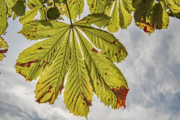Gerahmter Druck : Kastanienblatt für Herbst. Gerahmter Druck : Kastanienblatt für Herbst.