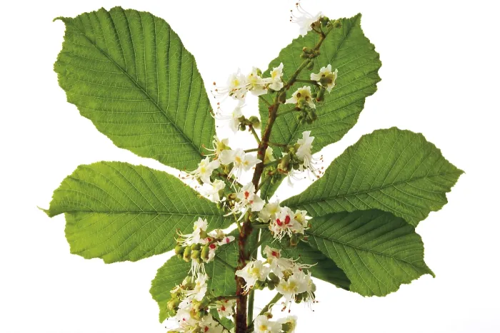 Gerahmter Druck : Kastanienblätter und Blüten (Castanea) Gerahmter Druck : Kastanienblätter und Blüten (Castanea)