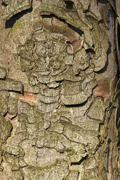Gerahmter Druck : Stieleichenrinde, Deutschland Gerahmter Druck : Stieleichenrinde, Deutschland