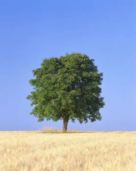 Gerahmter Druck : Kastanienbaum auf einem Getreidefeld. Gerahmter Druck : Kastanienbaum auf einem Getreidefeld.