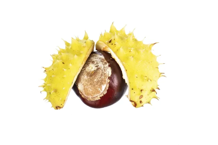 Gerahmter Druck : Kastanienbäume (Castanea), Baum. Gerahmter Druck : Kastanienbäume (Castanea), Baum.