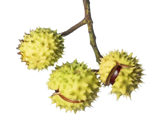 Gerahmter Druck : Kastanienbäume (Castanea), Baum. Gerahmter Druck : Kastanienbäume (Castanea), Baum.