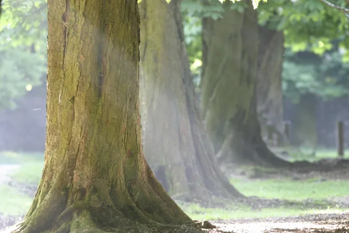 Gerahmter Druck : Kastanienbäume im Frühling. Gerahmter Druck : Kastanienbäume im Frühling.