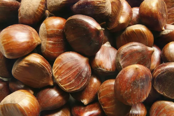 Gerahmter Druck : Chestnuts Gerahmter Druck : Chestnuts
