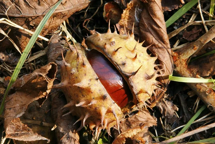 Gerahmter Druck : Chestnuts Gerahmter Druck : Chestnuts