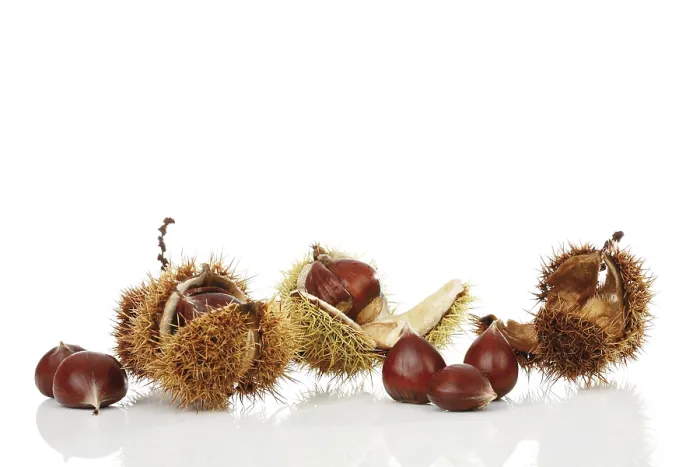 Gerahmter Druck : Kastanien (Castanea) Gerahmter Druck : Kastanien (Castanea)