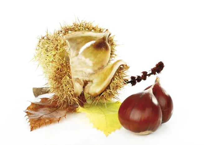 Gerahmter Druck : Walnüsse (Castanea) Gerahmter Druck : Walnüsse (Castanea)