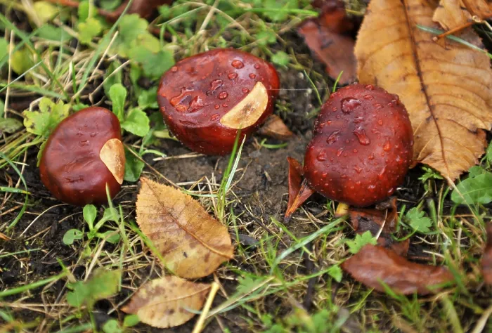 Gerahmter Druck : Kastanien (Castanea) auf feuchtem Boden. Gerahmter Druck : Kastanien (Castanea) auf feuchtem Boden.