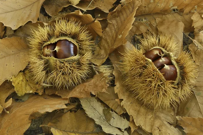 Gerahmter Druck : Zwei Kastanien (Castanea sativa) Gerahmter Druck : Zwei Kastanien (Castanea sativa)