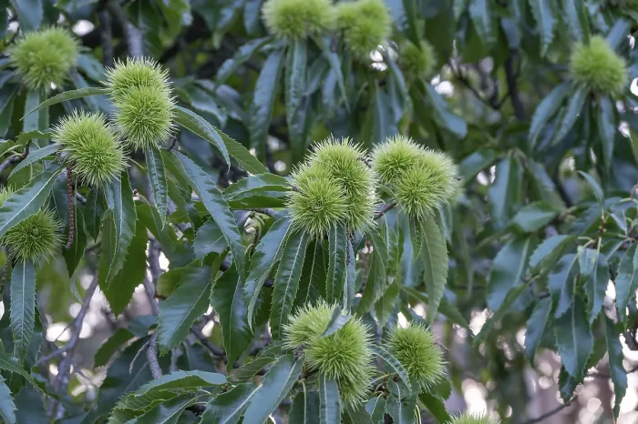Gerahmter Druck : Castaneen auf einem Baum (Castanea sativa) Gerahmter Druck : Castaneen auf einem Baum (Castanea sativa)