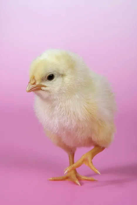 Gerahmter Druck : Chicken Gerahmter Druck : Chicken