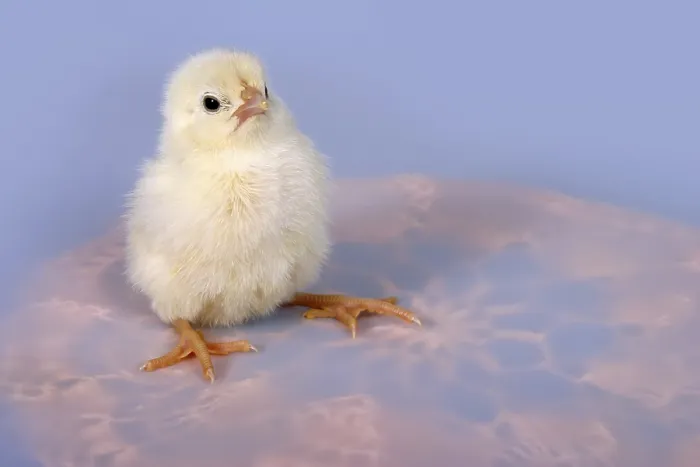 Gerahmter Druck : Chicken Gerahmter Druck : Chicken