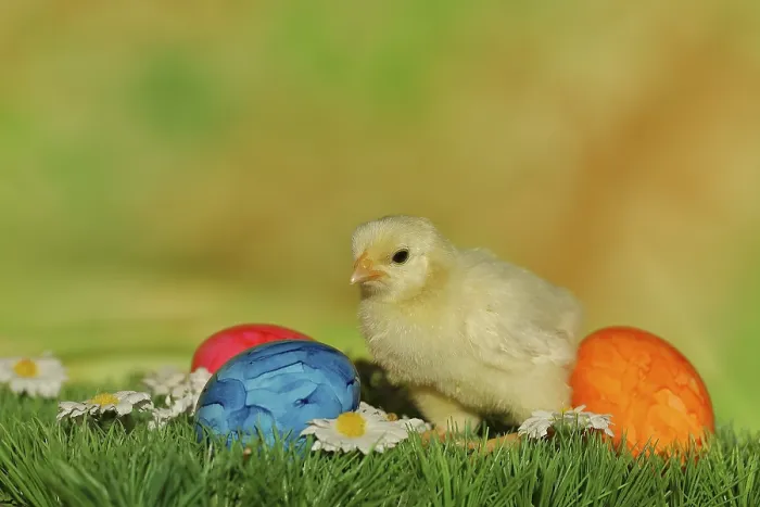 Gerahmter Druck : Hühnerküken mit farbenfrohen Ostereiern. Gerahmter Druck : Hühnerküken mit farbenfrohen Ostereiern.