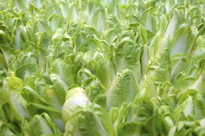 Gerahmter Druck : Salatbett mit Chicoree Gerahmter Druck : Salatbett mit Chicoree