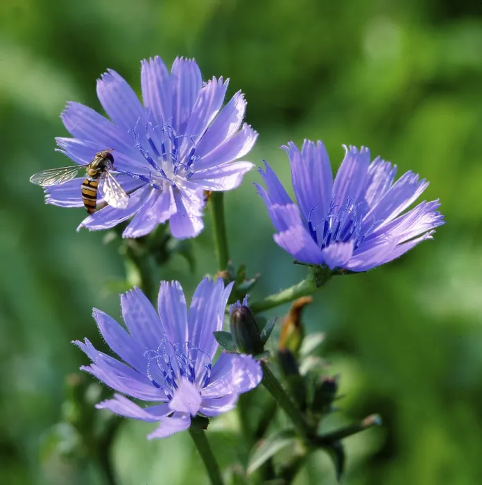 Gerahmter Druck : Chicory Gerahmter Druck : Chicory