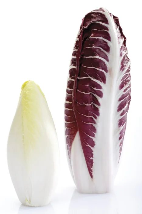 Gerahmter Druck : Chicoree und Radicchio Gerahmter Druck : Chicoree und Radicchio