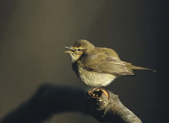 Gerahmter Druck : Schwarzkehlchen, Phylloscopus collybita Gerahmter Druck : Schwarzkehlchen, Phylloscopus collybita