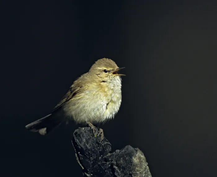 Gerahmter Druck : Chiffchaff, Phylloscopus collybita Gerahmter Druck : Chiffchaff, Phylloscopus collybita