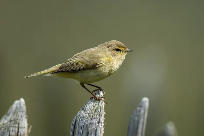 Gerahmter Druck : Schleiereule, Phylloscopus collybita Gerahmter Druck : Schleiereule, Phylloscopus collybita
