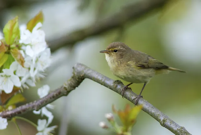 Gerahmter Druck : Schlagschwirl, Phylloscopus collybita Gerahmter Druck : Schlagschwirl, Phylloscopus collybita