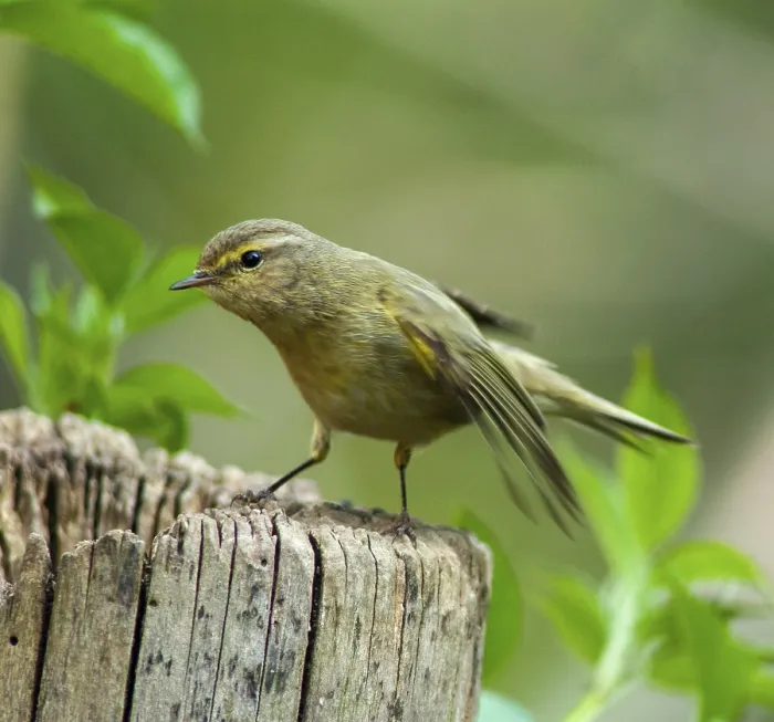 Gerahmter Druck : Schilfmeisen, Phylloscopus collybita. Gerahmter Druck : Schilfmeisen, Phylloscopus collybita.