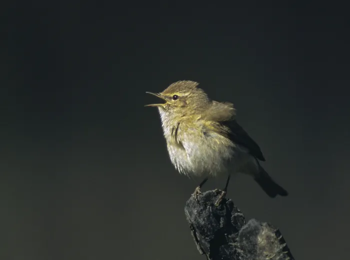 Gerahmter Druck : Chiffchaff, Phylloscopus collybita Gerahmter Druck : Chiffchaff, Phylloscopus collybita