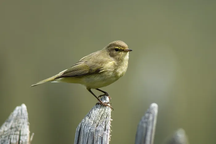 Gerahmter Druck : Schlagschwirl, Phylloscopus collybita Gerahmter Druck : Schlagschwirl, Phylloscopus collybita