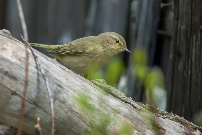 Gerahmter Druck : Schleiereule, Phylloscopus collybita Gerahmter Druck : Schleiereule, Phylloscopus collybita