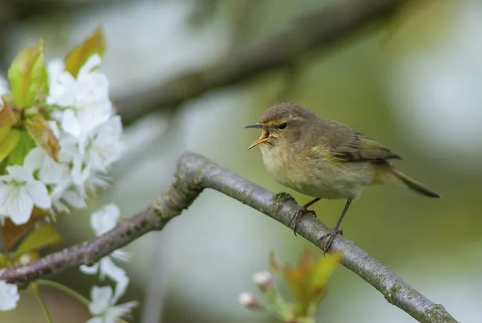 Gerahmter Druck : Schilfmeisen, Phylloscopus collybita. Gerahmter Druck : Schilfmeisen, Phylloscopus collybita.