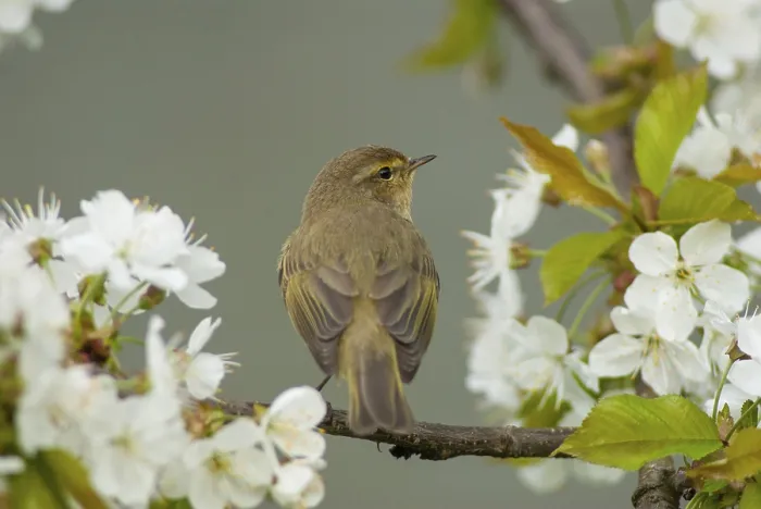 Gerahmter Druck : Chiffchaff, Phylloscopus collybita Gerahmter Druck : Chiffchaff, Phylloscopus collybita