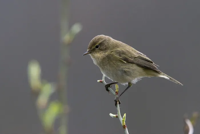 Gerahmter Druck : Schwarzkehlchen, Phylloscopus collybita Gerahmter Druck : Schwarzkehlchen, Phylloscopus collybita