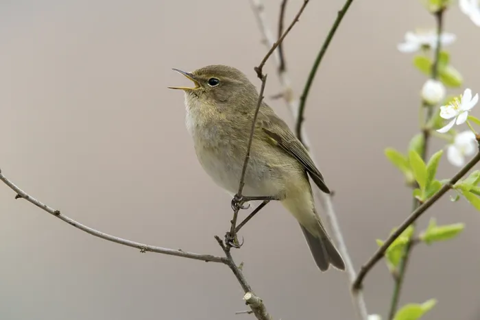 Gerahmter Druck : Schilfmeisen, Phylloscopus collybita Gerahmter Druck : Schilfmeisen, Phylloscopus collybita