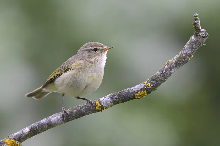 Gerahmter Druck : Schilfmeisen (Phylloscopus collybita) Gerahmter Druck : Schilfmeisen (Phylloscopus collybita)