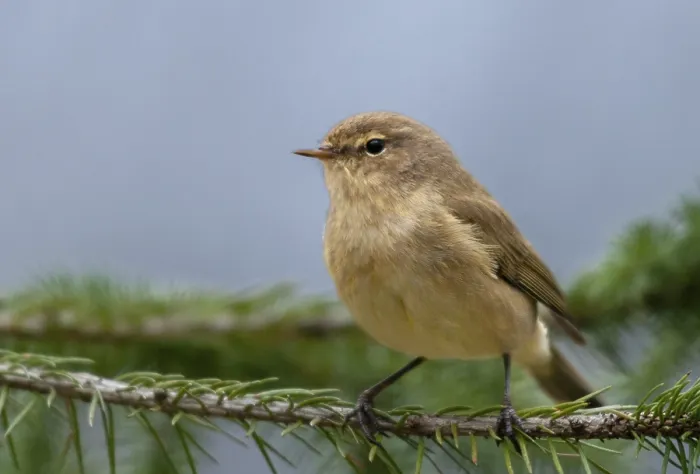 Gerahmter Druck : Chiffchaff, Phylloscopus collybita Gerahmter Druck : Chiffchaff, Phylloscopus collybita