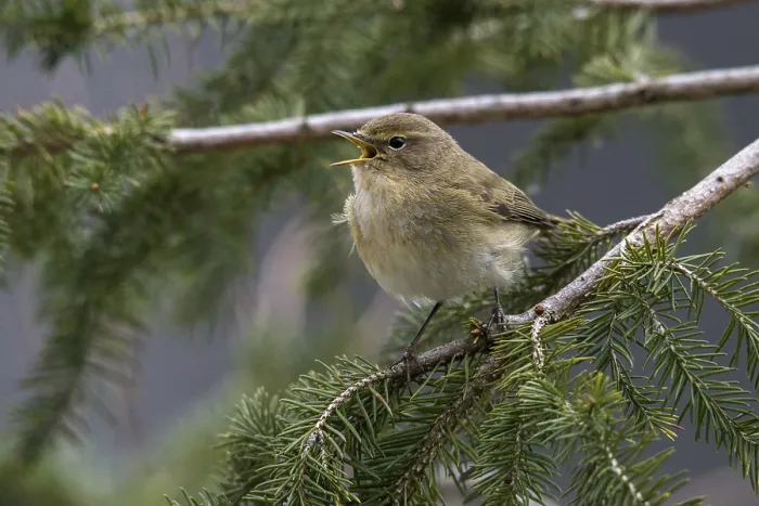Gerahmter Druck : Schilfmeisen, Phylloscopus collybita Gerahmter Druck : Schilfmeisen, Phylloscopus collybita