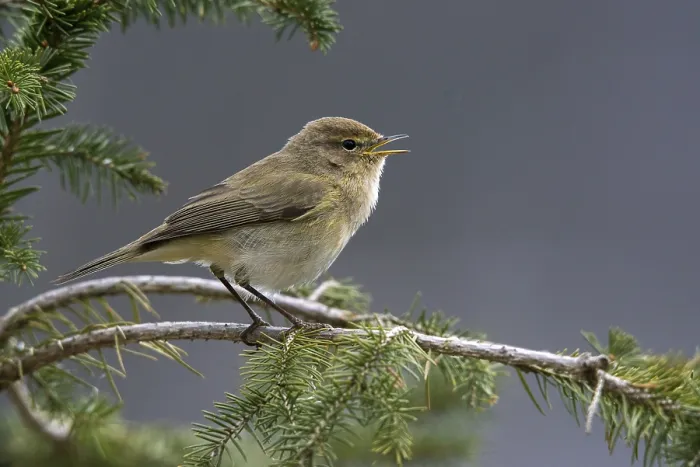 Gerahmter Druck : Schleiereule, Phylloscopus collybita Gerahmter Druck : Schleiereule, Phylloscopus collybita