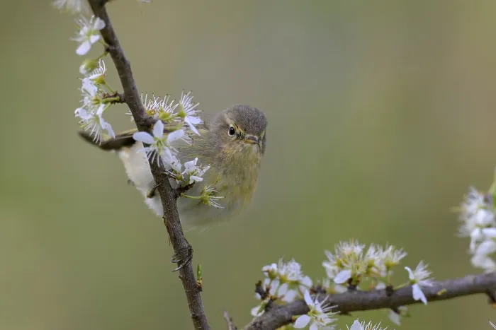 Gerahmter Druck : Schwarzkehlchen (Phylloscopus collybita) Gerahmter Druck : Schwarzkehlchen (Phylloscopus collybita)