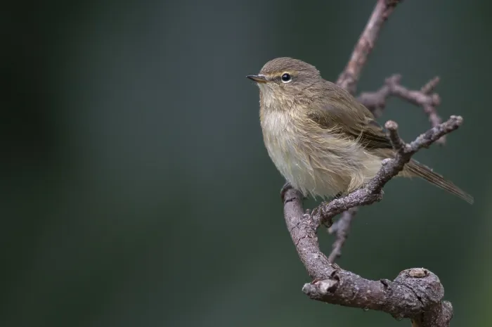 Gerahmter Druck : Chiffchaff, Phylloscopus collybita Gerahmter Druck : Chiffchaff, Phylloscopus collybita
