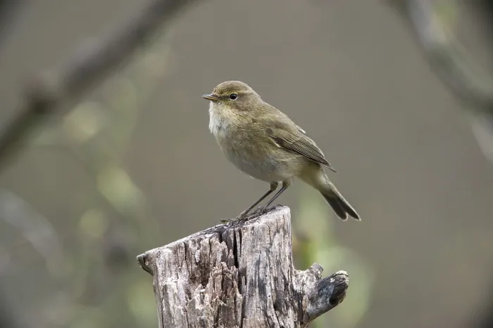 Gerahmter Druck : Chiffchaff, Phylloscopus collybita Gerahmter Druck : Chiffchaff, Phylloscopus collybita