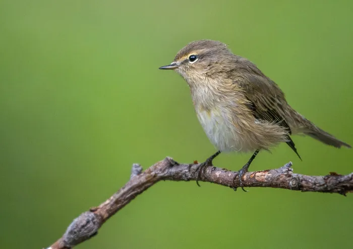Gerahmter Druck : Schleiereule, Phylloscopus collybita Gerahmter Druck : Schleiereule, Phylloscopus collybita