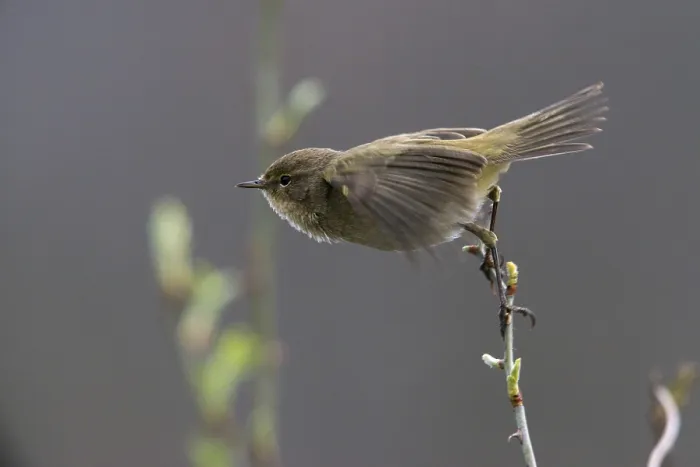 Gerahmter Druck : Chiffchaff, Phylloscopus collybita Gerahmter Druck : Chiffchaff, Phylloscopus collybita