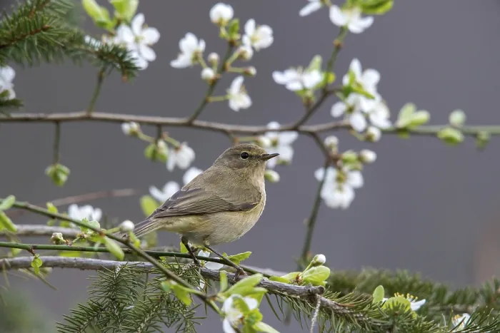Gerahmter Druck : Schlagschwirl, Phylloscopus collybita Gerahmter Druck : Schlagschwirl, Phylloscopus collybita