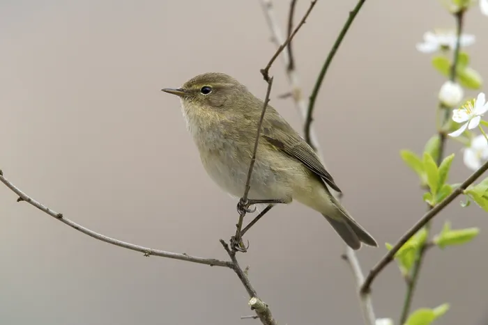 Gerahmter Druck : Chiffchaff, Phylloscopus collybita Gerahmter Druck : Chiffchaff, Phylloscopus collybita