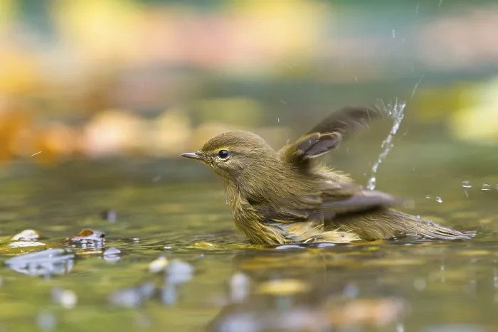 Gerahmter Druck : Ein Goldschnäppchen (Phylloscopus collybita) badet im Wasser. Gerahmter Druck : Ein Goldschnäppchen (Phylloscopus collybita) badet im Wasser.