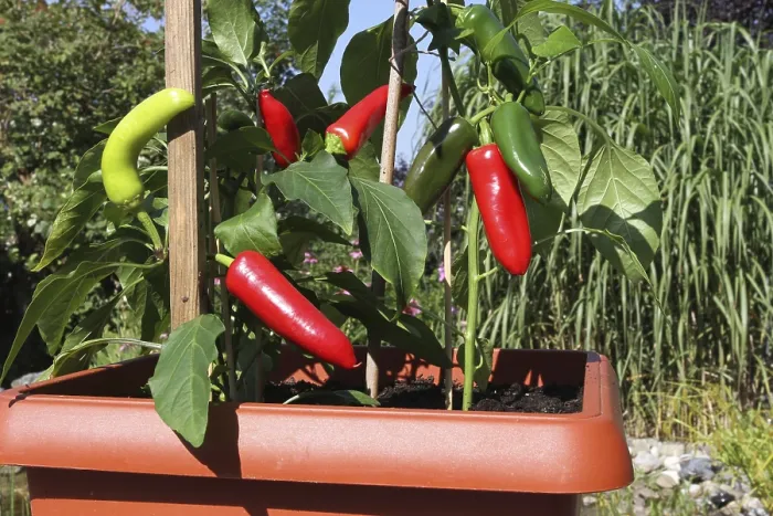 Gerahmter Druck : Chilli und Paprika in einem Topf. Gerahmter Druck : Chilli und Paprika in einem Topf.