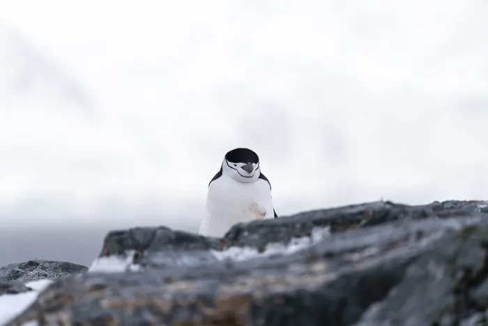Gerahmter Druck : Kinnstrumpfpinguin (Pygoscelis antarctica) Gerahmter Druck : Kinnstrumpfpinguin (Pygoscelis antarctica)